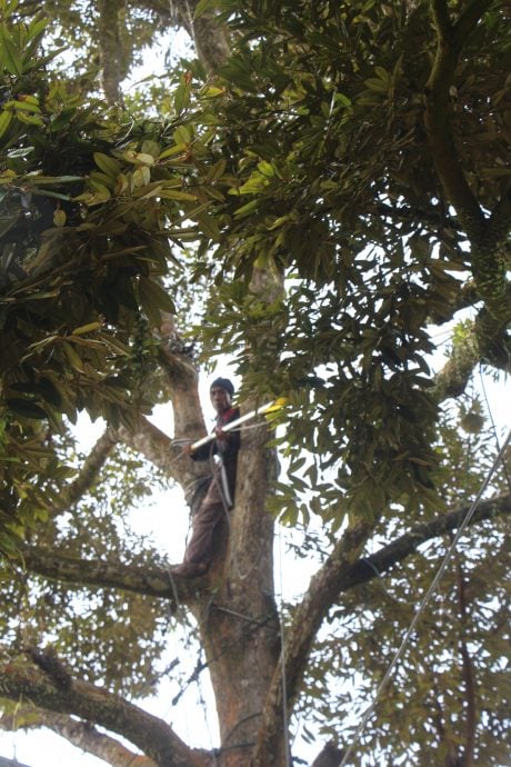 东：（未签发）不让榴梿落地损坏果肉，绑榴梿是品质管理一环