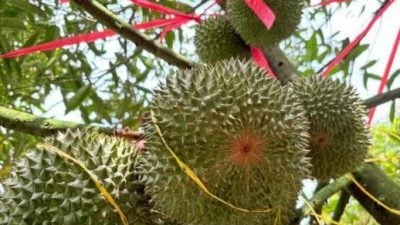 防落地撞坏 沾泥土细菌   绑绳拉网 护榴梿