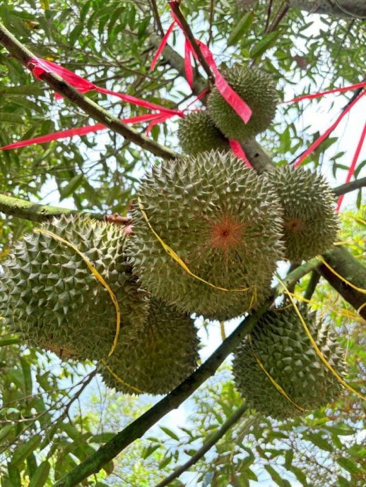 东：（未签发）不让榴梿落地损坏果肉，绑榴梿是品质管理一环