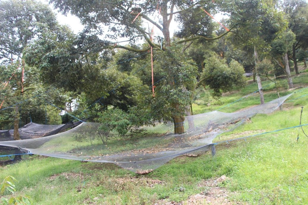 东：（未签发）不让榴梿落地损坏果肉，绑榴梿是品质管理一环