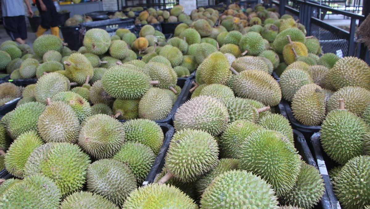 东:(未签发)劳勿榴梿评级沸沸扬扬,叶秋德:收果商及农民皆错