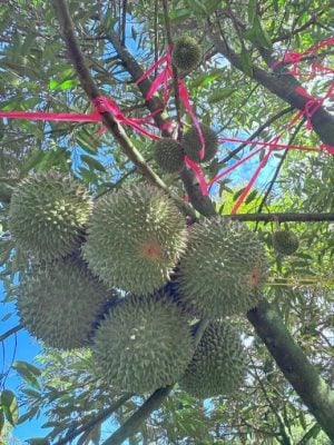 东:(未签发):雨水充足,阳光明媚,今季榴梿又大又圆