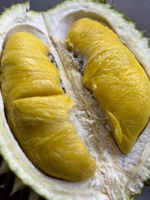 东:(未签发):雨水充足,阳光明媚,今季榴梿又大又圆