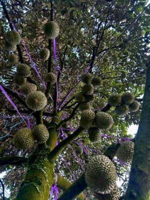 东:(未签发):雨水充足,阳光明媚,今季榴梿又大又圆