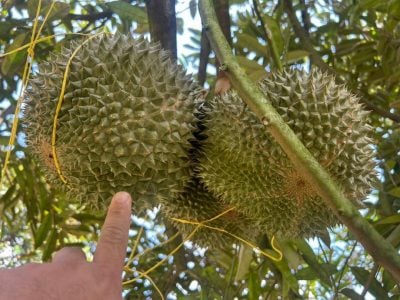 东:(未签发):雨水充足,阳光明媚,今季榴梿又大又圆