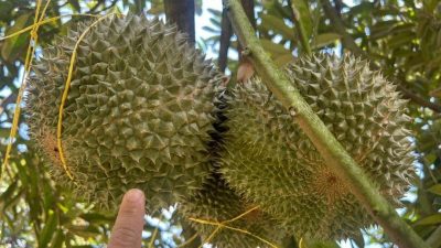 雨水充足 阳光明媚   榴梿大又圆 园主乐开怀