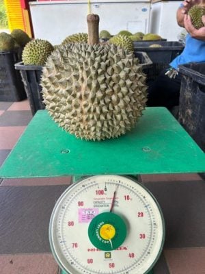 东:(未签发):雨水充足,阳光明媚,今季榴梿又大又圆