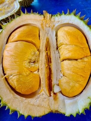 东:(未签发):雨水充足,阳光明媚,今季榴梿又大又圆