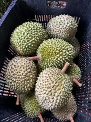 东:(未签发):雨水充足,阳光明媚,今季榴梿又大又圆