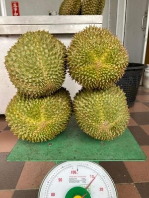 东:(未签发):雨水充足,阳光明媚,今季榴梿又大又圆