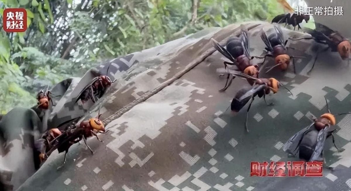 中国豢养虎头蜂教学流窜社群 “七里游”攻击性最强连眼镜蛇都吃