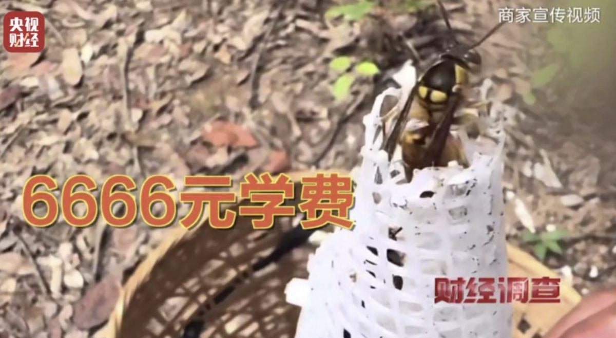 中国豢养虎头蜂教学流窜社群 “七里游”攻击性最强连眼镜蛇都吃