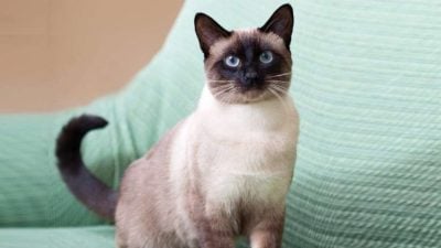 为加强保护与推广  泰国定5原生猫为“国宝”！