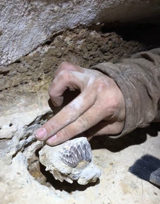 亚洲大陆最南剑齿象化石 象妈妈去哪谜题待解