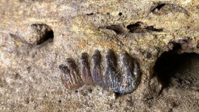 亚洲大陆最南剑齿象化石 象妈妈去哪谜题待解