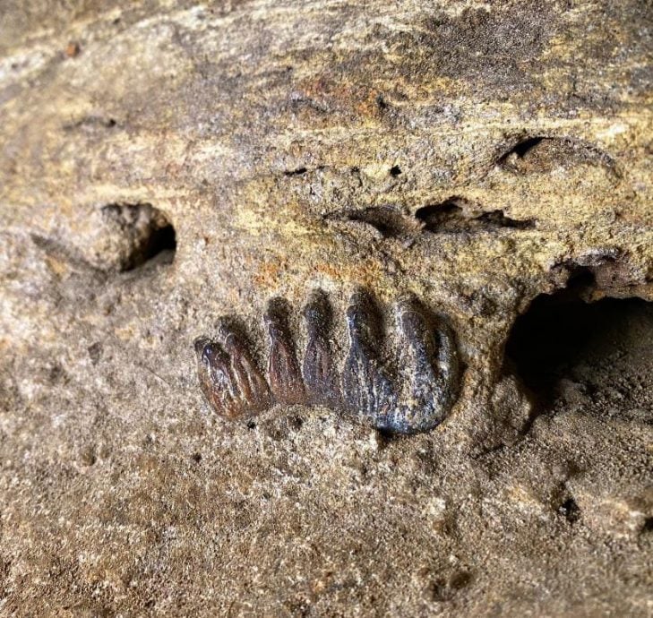 亚洲大陆最南剑齿象化石 象妈妈去哪谜题待解