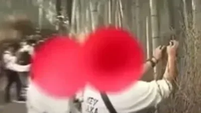 京都岚山竹林惨遭游客刻字 日电视曝光大马观光客不文明行为