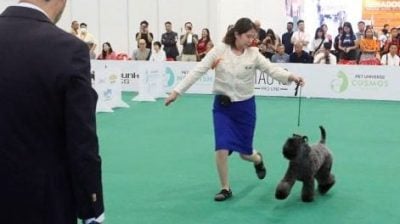 什么是纯种犬与品种犬？你知道它们的区别吗？