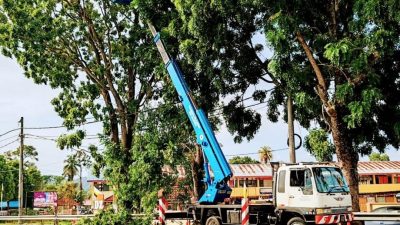 仕林河联邦公路3地点  砍伐清理树干