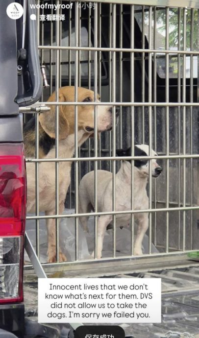 以领养代替购买,杜绝繁殖场黑心作业