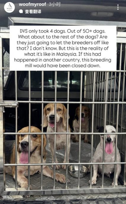 以领养代替购买,杜绝繁殖场黑心作业