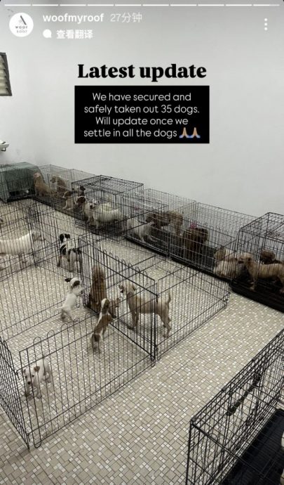 以领养代替购买,杜绝繁殖场黑心作业