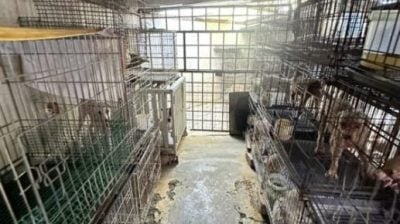 以领养代替购买，杜绝繁殖场黑心作业