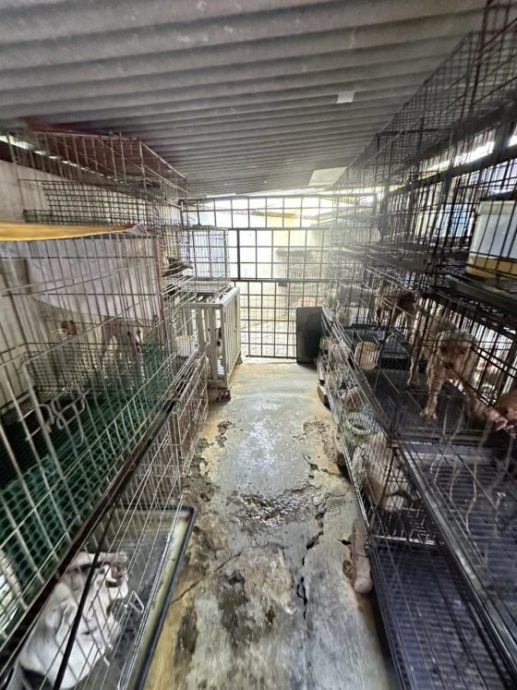 以领养代替购买,杜绝繁殖场黑心作业