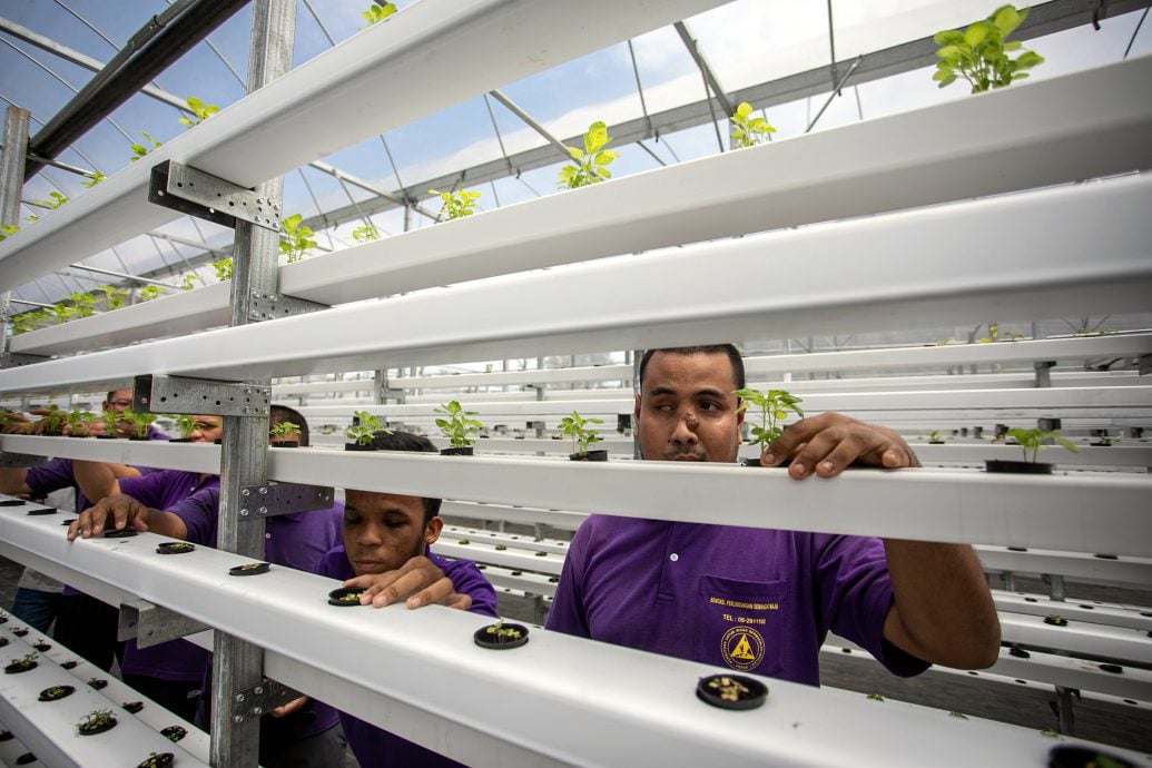 全国版∕暖势力∕译稿∕水耕种植计划 助残疾人士自立