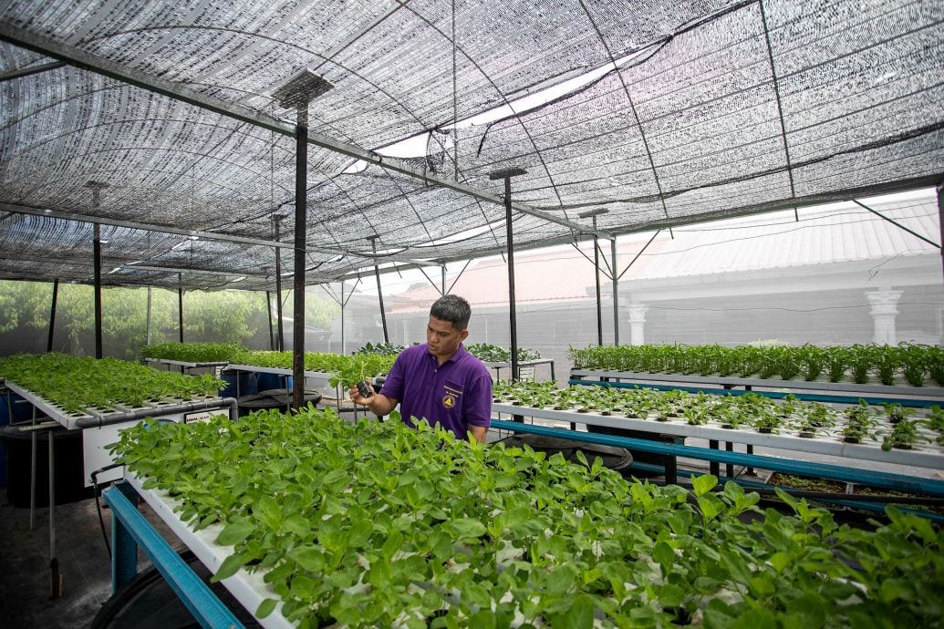 全国版∕暖势力∕译稿∕水耕种植计划 助残疾人士自立