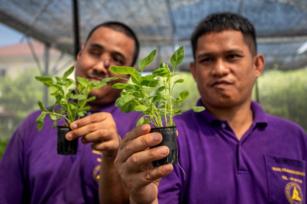 全国版∕暖势力∕译稿∕水耕种植计划 助残疾人士自立
