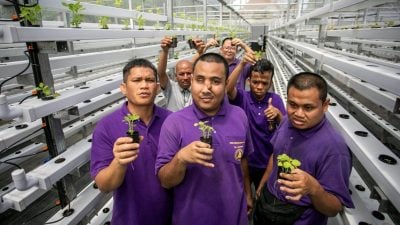 播种至收成学新技能 水耕种菜 “慢飞天使”自立