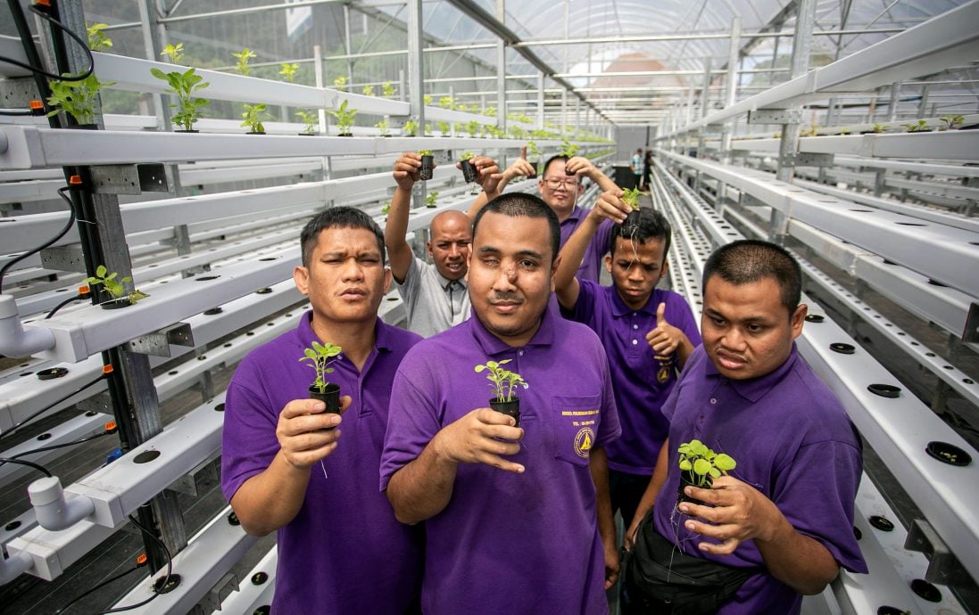 全国版∕暖势力∕译稿∕水耕种植计划 助残疾人士自立