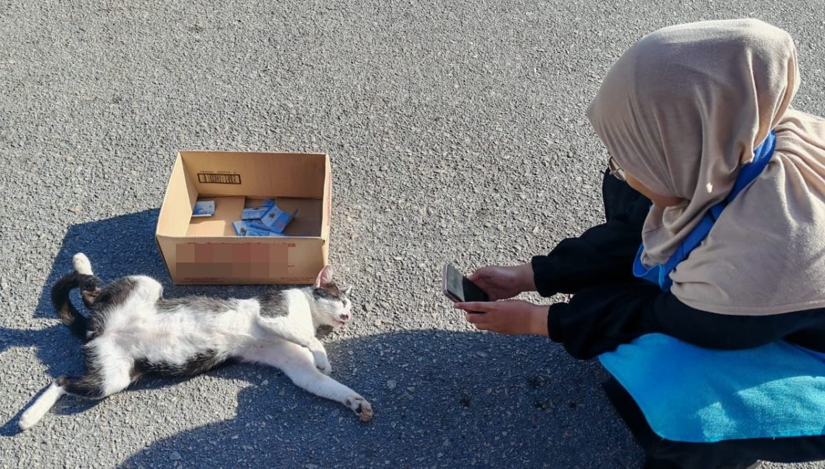 全国：（己签发）流浪猫也会乞钱