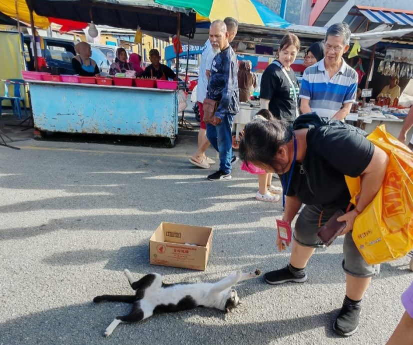 全国：（己签发）流浪猫也会乞钱