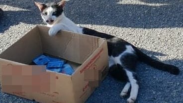 流浪猫也会乞钱!