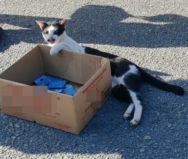 全国：（己签发）流浪猫也会乞钱