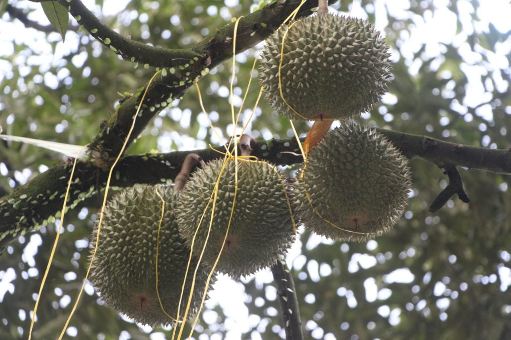 全国：（未签发）又一新集团染指非法榴梿芭，血汗付诸东流芭主无奈