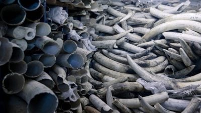 全球濒危物种保育会议登场　聚焦开放贩售犀牛角等议题