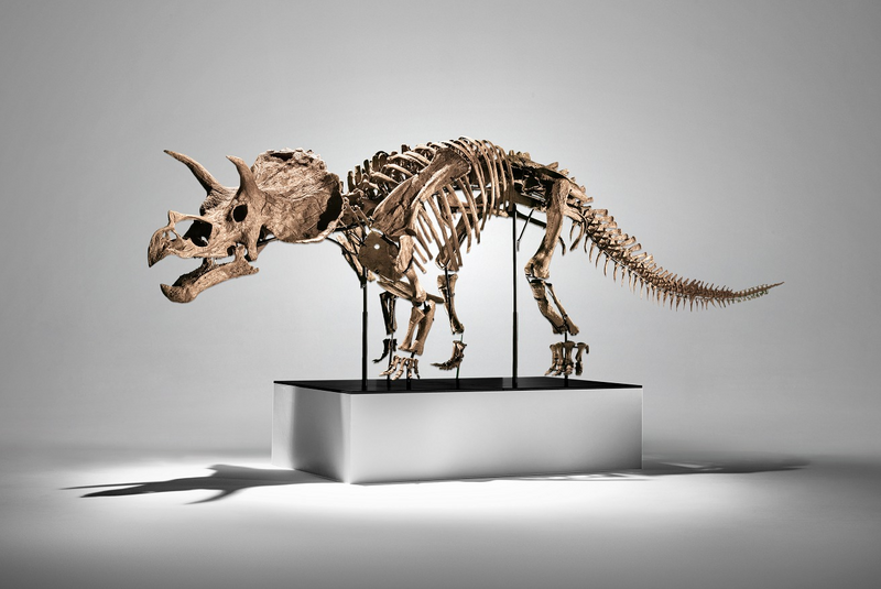 全球首具“最完整幼年三角龙化石” 富艺斯2224万落槌