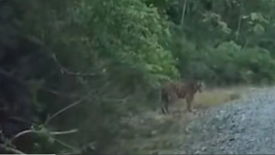 彭乌鲁淡比灵惊现虎踪 安装相机陷阱监测