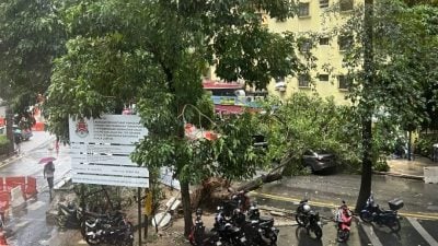 再有树倒砸车！ 市中心袖珍公园三角安全岛 大树遭连根拔起