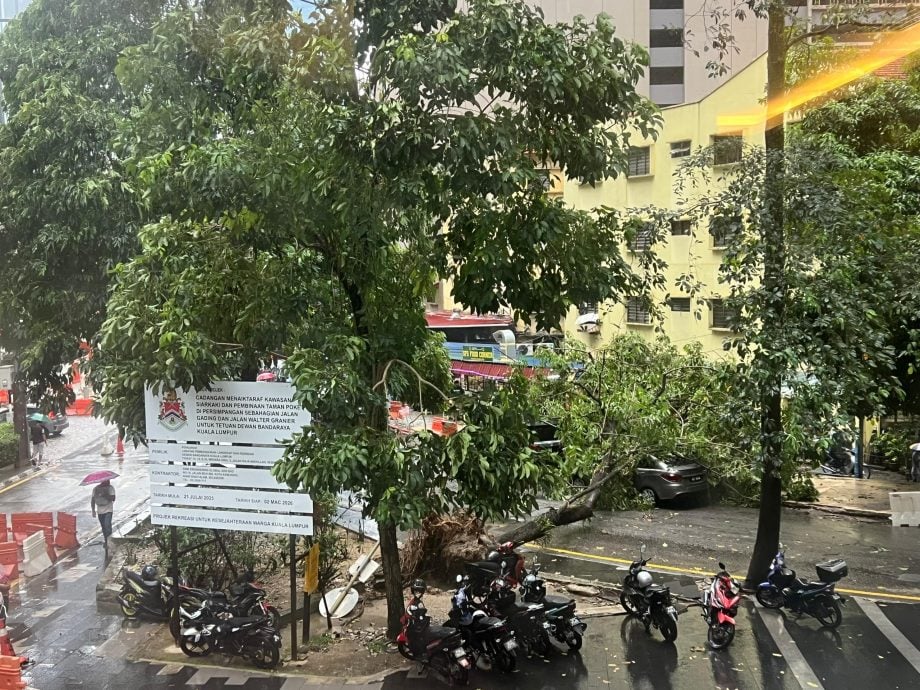 再有树倒砸车! 市中心袖珍公园三角安全岛 大树遭连根拔起