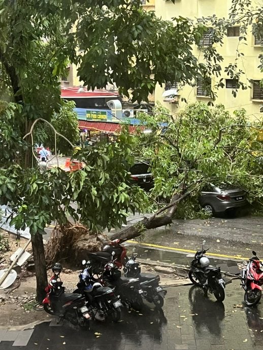 再有树倒砸车! 市中心袖珍公园三角安全岛 大树遭连根拔起