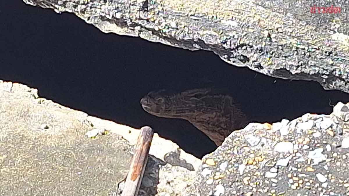 初生女婴遭巨蜥撕咬 泰警全力追缉弃婴者