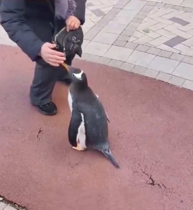 别人遛狗她溜企鹅！ 哈尔滨女子奇特行为惹争议