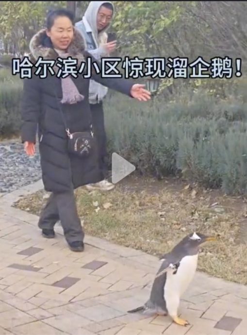 别人遛狗她溜企鹅！ 哈尔滨女子奇特行为惹争议
