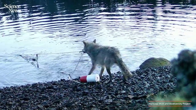 加拿大野狼游水拖浮标拉绳取食 科学家惊讶:疑首度懂用工具