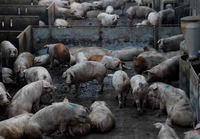 **即时国际**西班牙发现非洲猪瘟 三分一猪肉出口许可被冻结