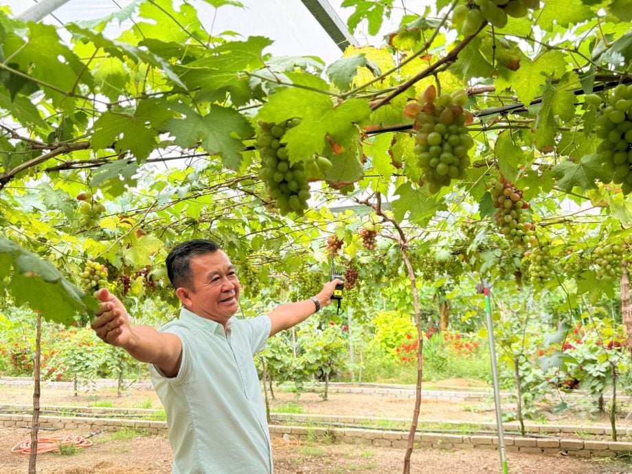 吉打新村系列·第四篇 | 从养牛往事到葡萄满园 巴东伦武见证“牛场”新生